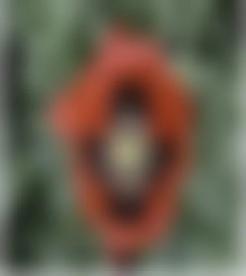A****y