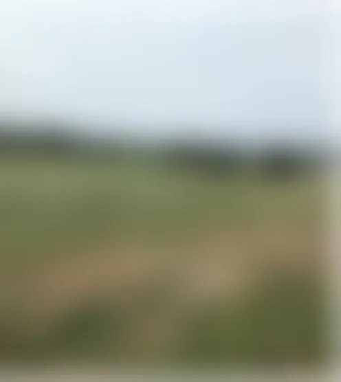 d****y