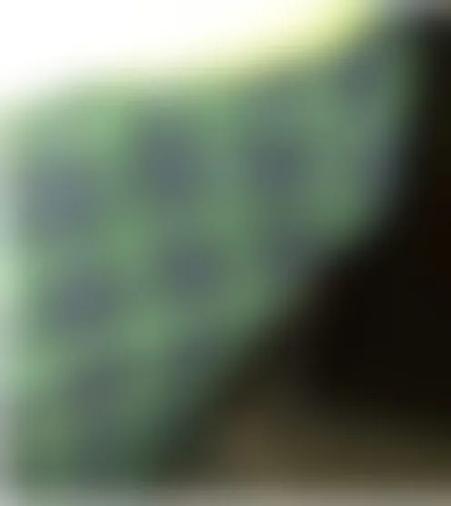 B********t