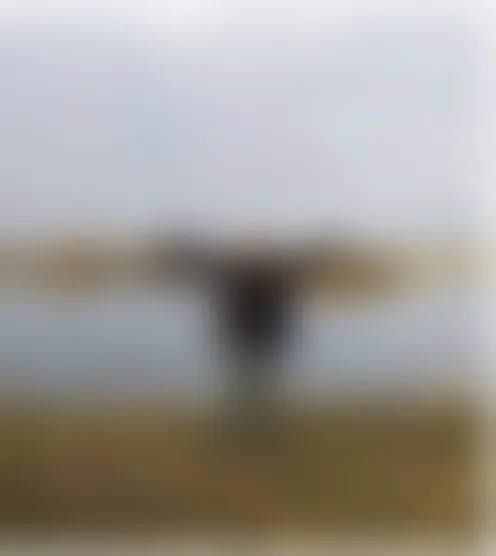 f******l