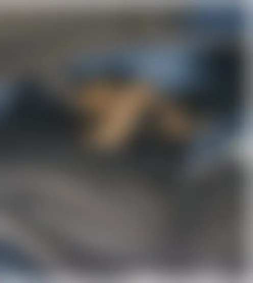J***d