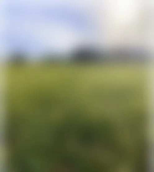 B***n
