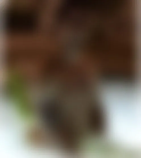 s************1