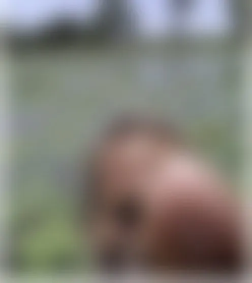 h********a