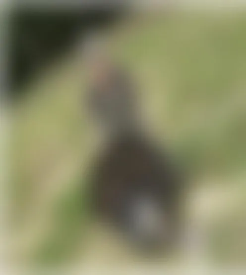 J******e