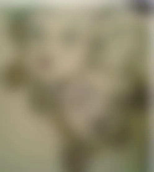 C****y