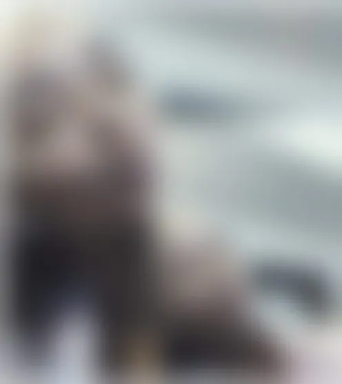 A***********a