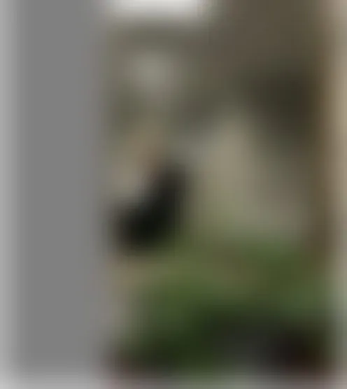 N********e