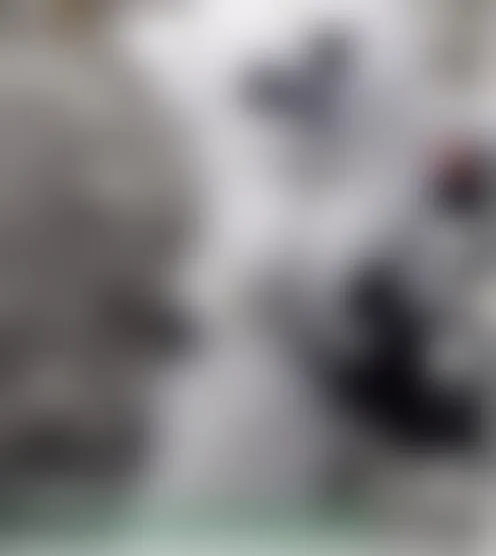 C****Y