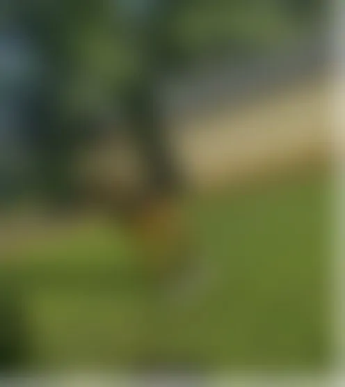 l***a